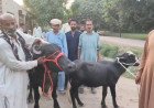 3 سال بعد چوری ہوئے جانور برآمد 