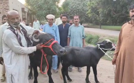 3 سال بعد چوری ہوئے جانور برآمد 